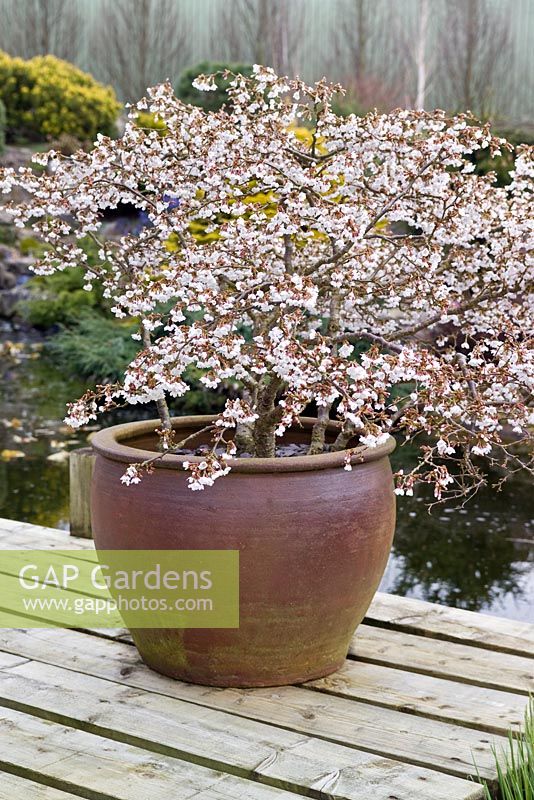 Container on wooden deck planted with a Prunus incisa 'Kojo-no-mai' (Fuji cherry)