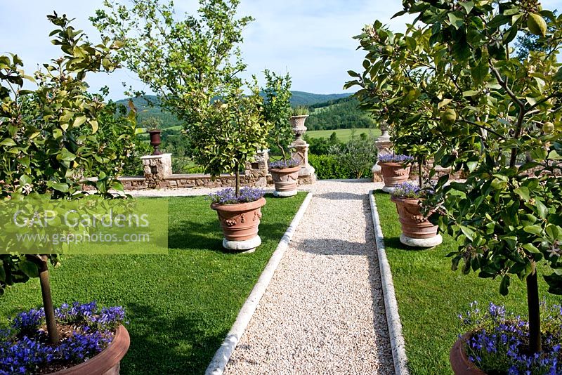 Lemon trees in containers and underplanted with campanula cv in The Lemon Garden. Gravel path leading to the Olive Field with view of the Valle Serena at Borgo Santo Pietro, Tuscany, Italy