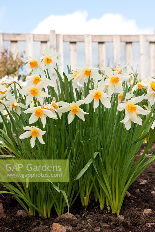 Narcissus 'Lucifer', Div 2 Large-Cupped Hybrid daffodil