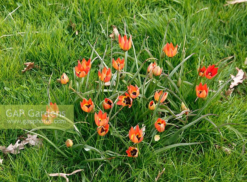 Tulipa orchanidea 'Whittallii' 