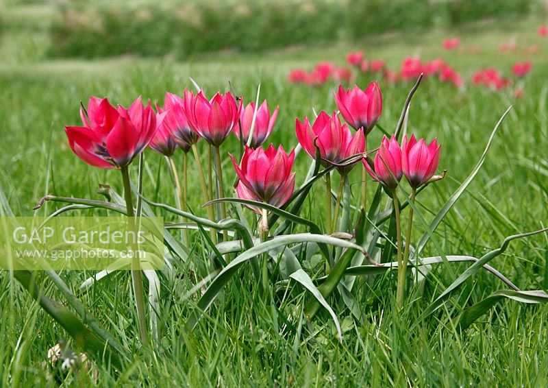 Tulipa hageri 'Little Beauty' 