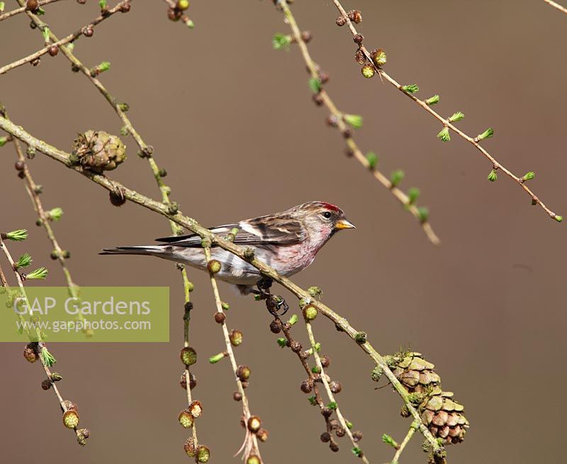 Carduelis flammea - Common redpoll male on larch branch