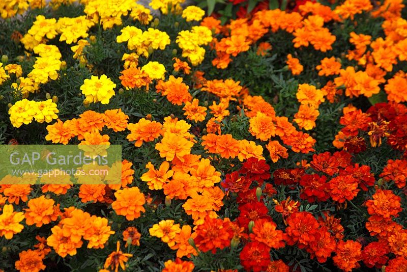 Tagetes patula 'Durango series' - French marigolds 