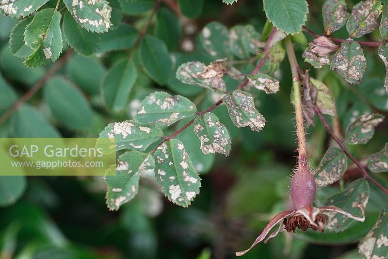 Caliroa cerasi - Rose Slugworm damage to rose leaves