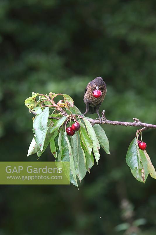 Turdus merula - Blackbird juvenile with cherry in beak