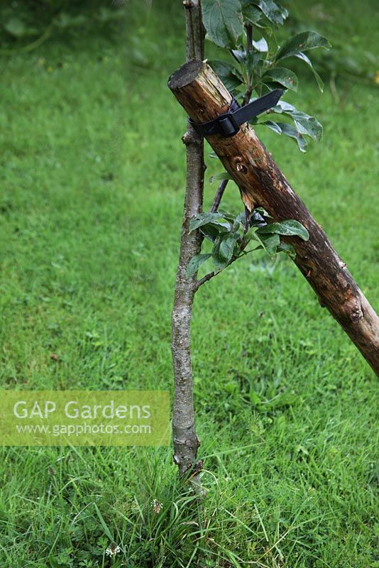 Apple tree with angled support stake