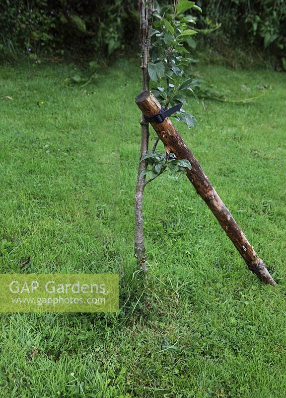 Apple tree with angled support stake 