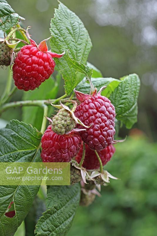 Rubus idaeus 'Autumn Bliss' - Raspberry 