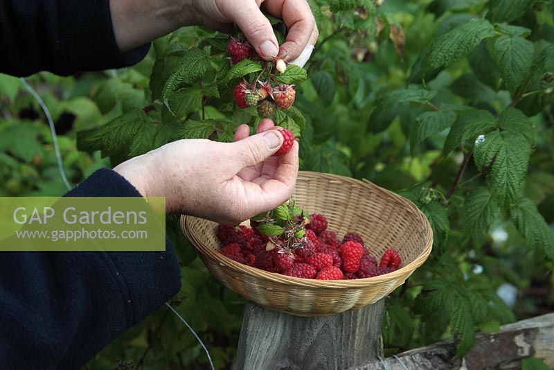 Rubus idaeus 'Autumn Bliss' - Picking Raspberries