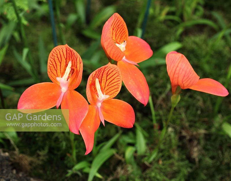 Disa glasgow Orchid plants in flower