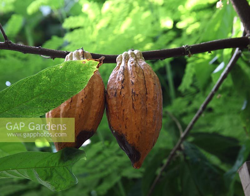 Theobrama cacao 'Amelonado' close up of ripening seed pod