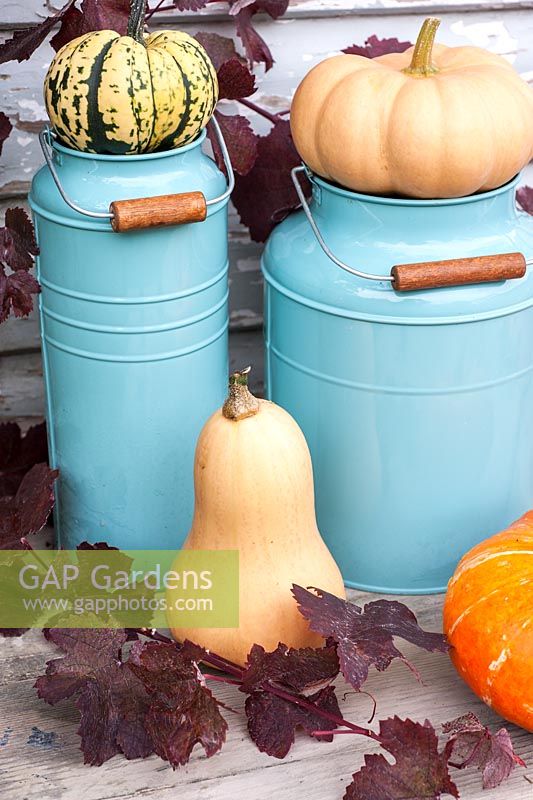 Squashes decoratively arranged with blue enamel containers. 'Autumn Crown', Butternut 'Walthams Butternut' and 'Harlequin'