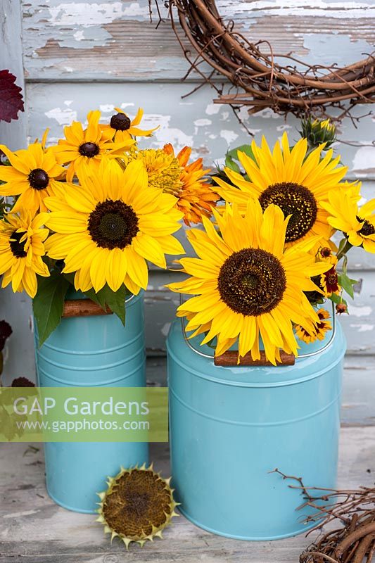 Sunflowers and Rudbeckias in blue enamel jugs