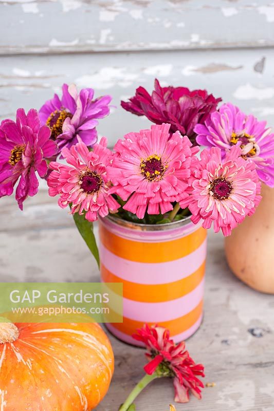 Pink zinnias in striped tin with squash