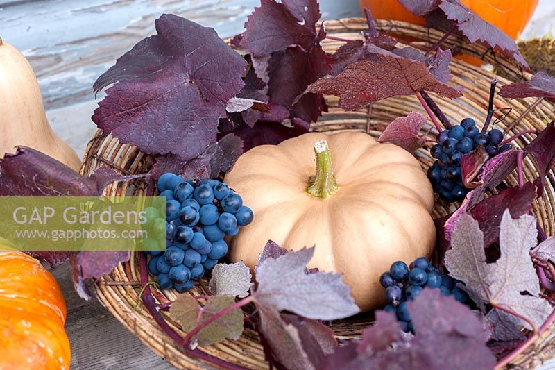 Squash 'Autumn Crown' with purple vine leafs and grapes