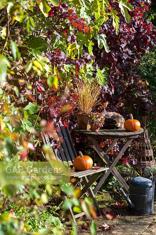 Autumn arrangement with containers with squashes inc chysanthemums and Carex