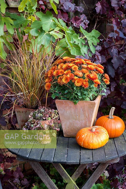 Autumn containers with squashes including Chysanthemums and Carex