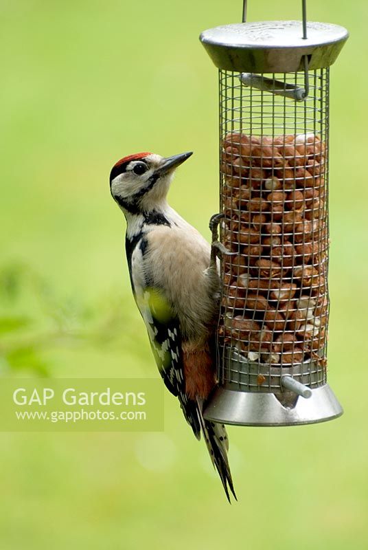 Woodpecker on peanut bird feeder - Dendrocopos Major