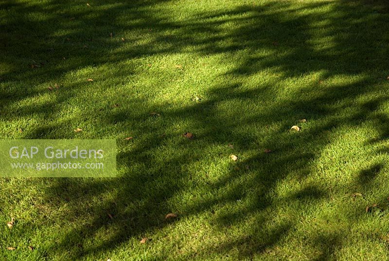 Shadows on Autumn lawn