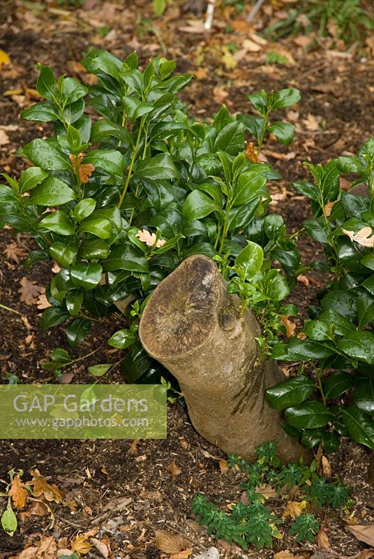 Hard pruned Camellia - New growth from base