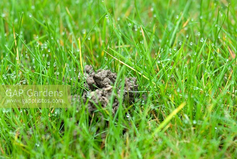 Worm cast in dewy grass