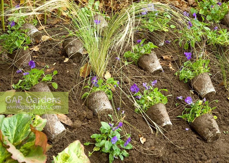Prepare to plant for winter interest - Pansies and grasses