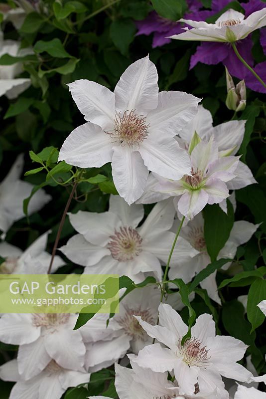 Clematis 'Hyde Hall'