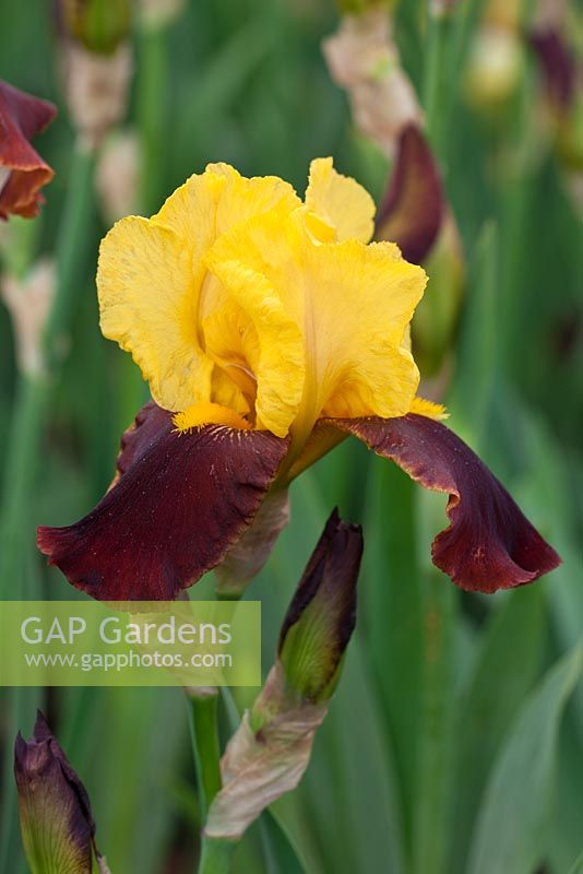 Iris 'Andalon' - Cayeaux Iris