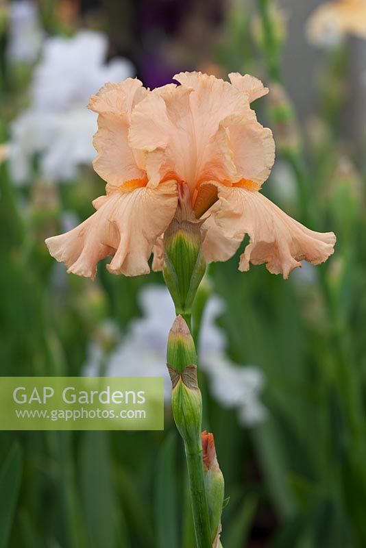Iris 'Buisson de Roses' - Cayeaux Iris
