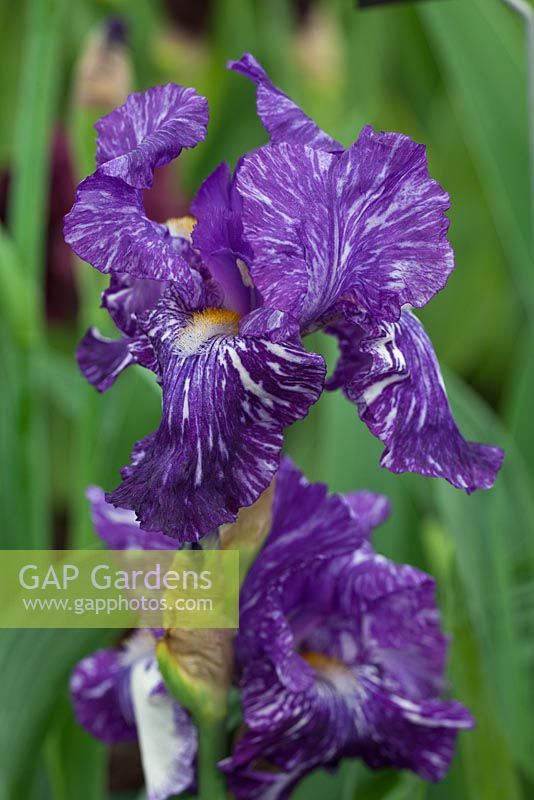 Iris 'Batik' - Cayeaux Iris