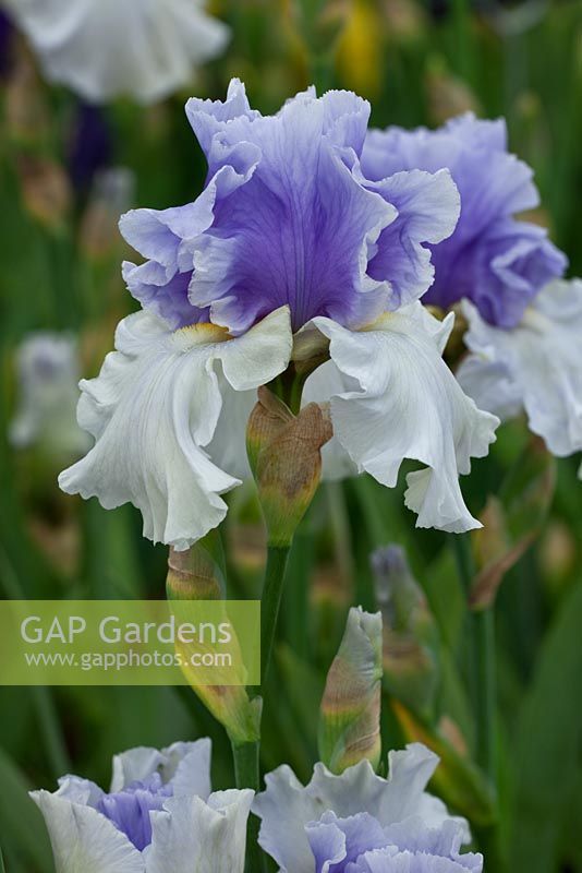Iris 'Alpenview' - Cayeaux Iris