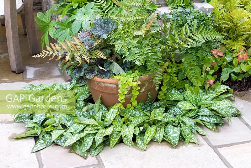 Terracotta pot on stone patio with planting with ferns, Fatsia, Lysimachia nummularia and Geranium with Pulmonaria at base in the 'Enchantment' garden, RHS Tatton Flower Show 2012