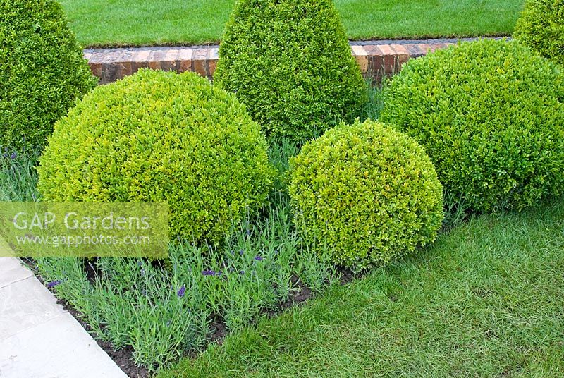 Buxus - Box topiary and Lavandula in the 'The Diamond garden' - RHS Tatton Flower Show 2012