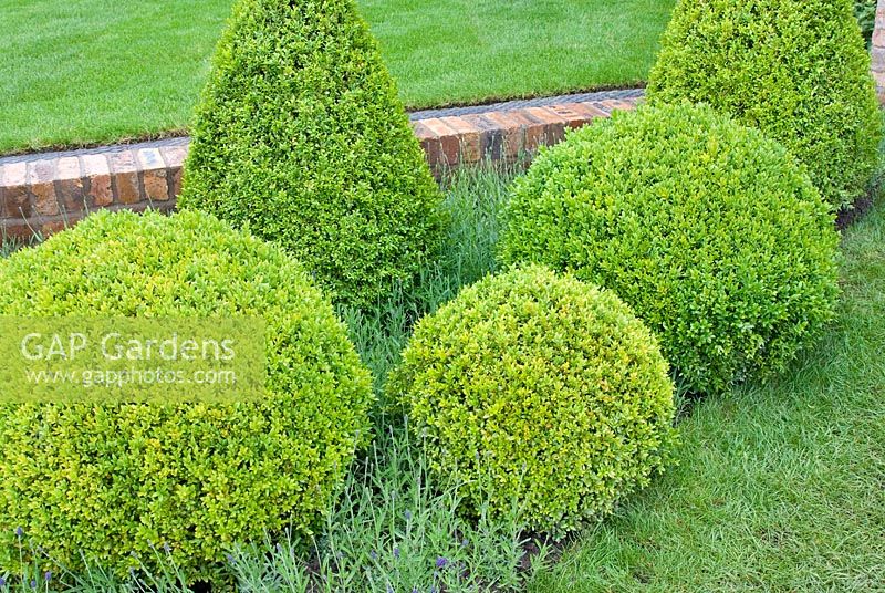 Buxus - Box topiary and Lavandula in the 'The Diamond garden' - RHS Tatton Flower Show 2012