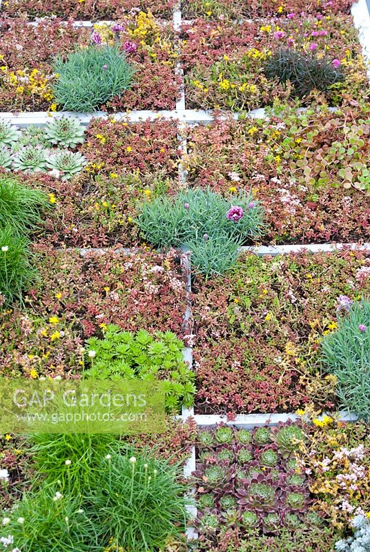Contemporary roof garden planted with succulents, Armeria and Dianthus in the 'The Bombe' - RHS Tatton Flower Show 2012