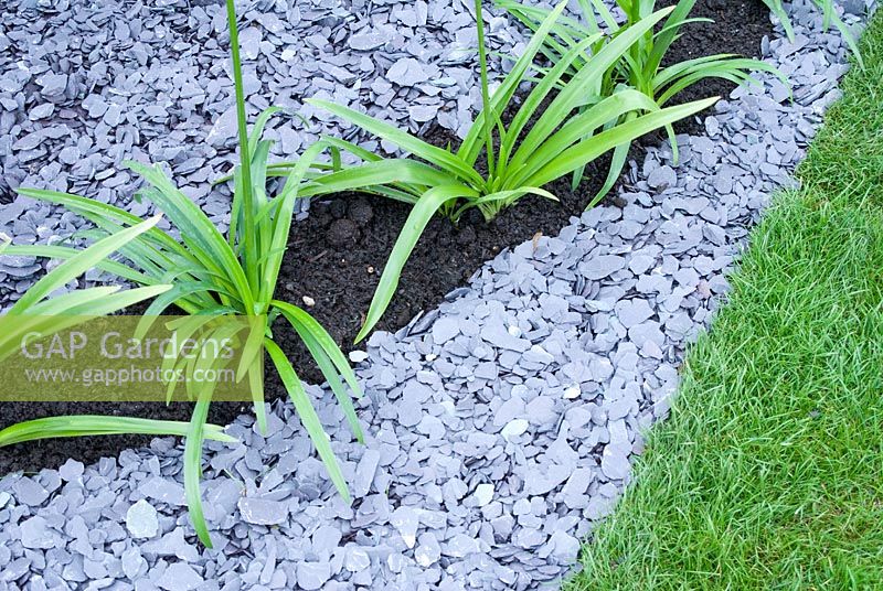 Agapanthus planted in a narrow bed with decorative slate chippings in the 'The Bombe' - RHS Tatton Flower Show 2012