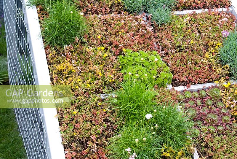 Contemporary roof garden planted with succulents, Armeria and Dianthus in the 'The Bombe' - RHS Tatton Flower Show 2012