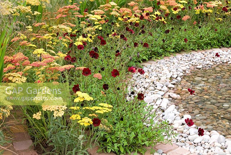 Pool with spreading circles of pebbles, cobble setts and planting of Cosmos atrosanguineus and Achillea in the 'To The Beat' garden. Gold medal winner and Best Orchestra Garden - RHS Tatton Flower Show 2012