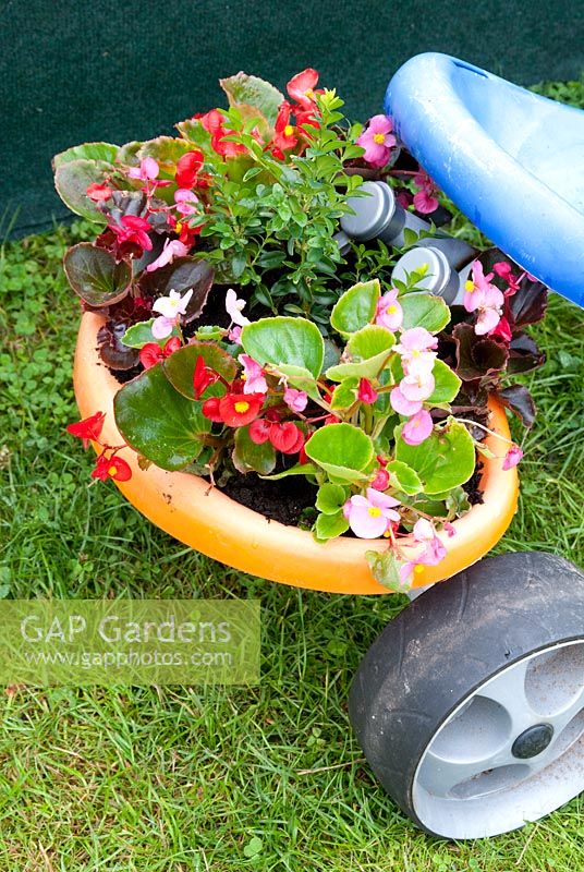 Fun planting of childrens plastic tricycle with Begonia