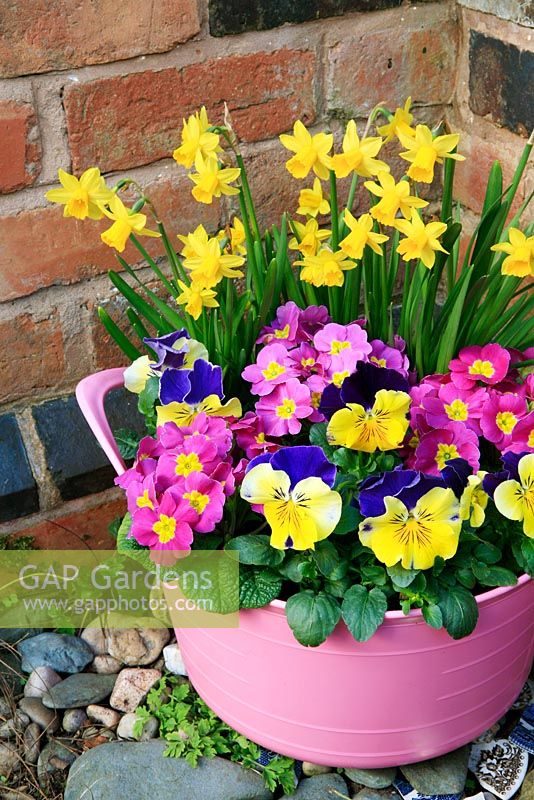 Narcissus 'Tete-a-tete' with pink primroses and Viola x wittrockiana 'Morpheus' growing in a pink tub trug sheltered under a warm wall