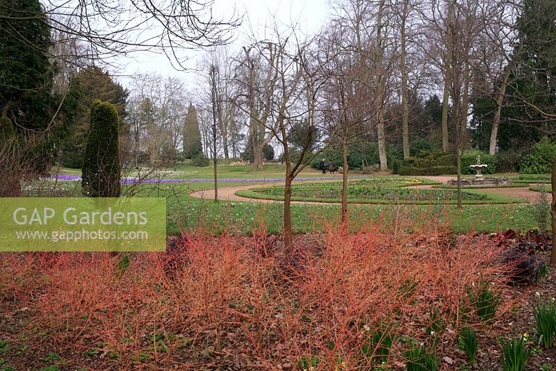 Cornus sanguinea 'Midwinter Fire' in the foreground and drifts of crocus and snowdrops naturalised in grass in the distance - The Fountain Garden, Ragley Hall in early Spring 