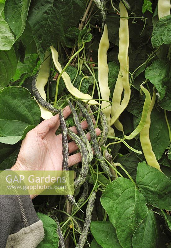 Contrasting pods of climbing beans growing up a wigwam and ready to havest. Yellow podded waxpod climbing bean 'Goldfield' and decorative striped Heritage variety of climbing bean 'Selma Zebra'