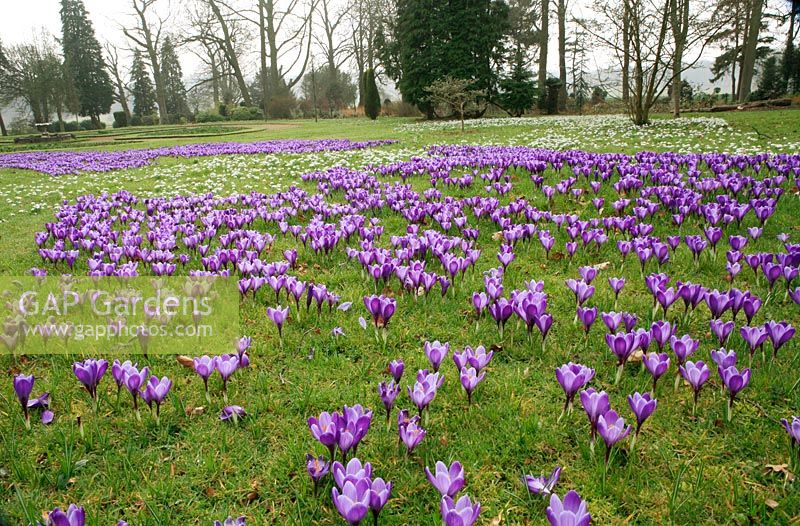 Large flowered crocus and double snowdrops naturalised in grass at Ragley Hall