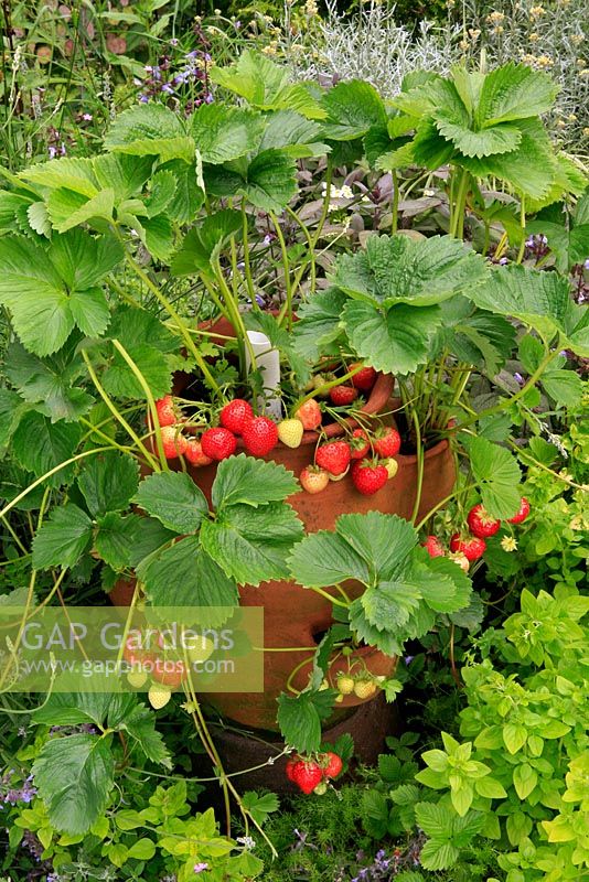 Terracotta strawberry pot as a focal point amongst herbs with ripening fruit ready for harvest after six months from planting - step 6.