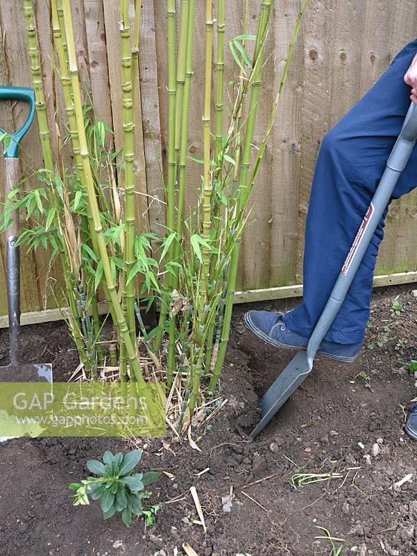 Undercutting the tough root ball of a bamboo using a steel shafted, long bladed trenching spade for extra strength when levering and reach during the transplanting operation
