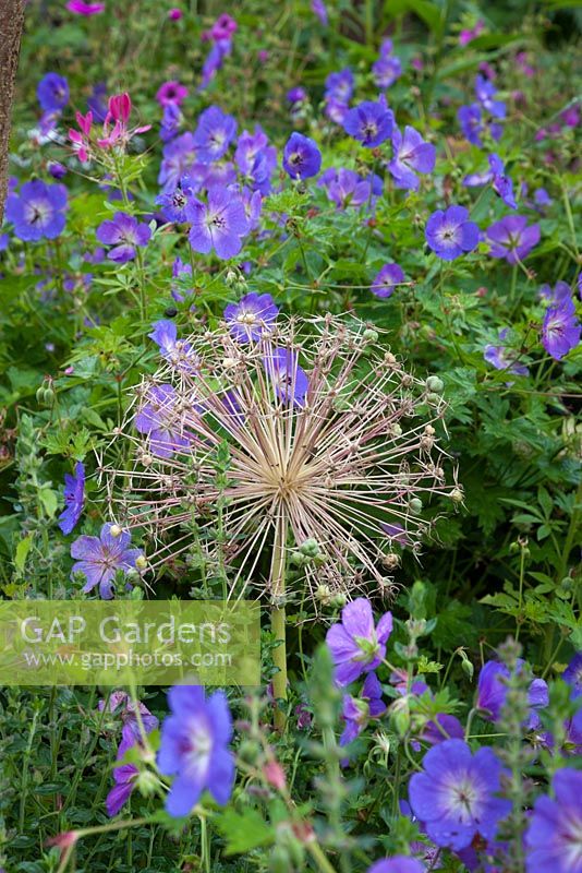 Allium seed head in the the Walled Garden, Highgrove August 2012. 