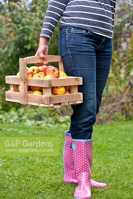 Woman holding trug of recently harvested apples, Malus 'Topaz'