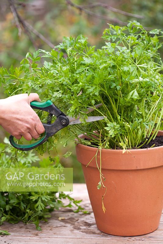 Step by step of transplanting parsley - Woman cutting parsley foliage using scissors.