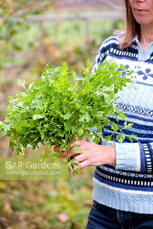 Step by step of transplanting parsley - Woman holding bunch of cut parsley.