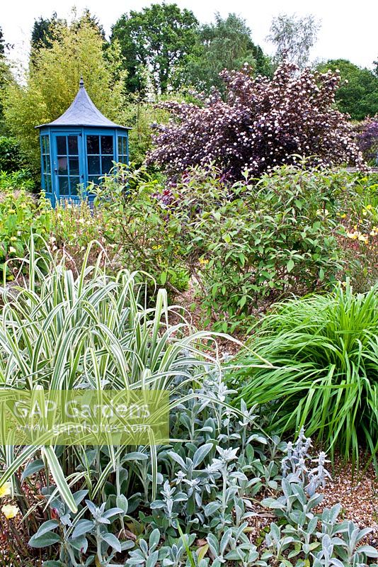 View of the garden includes blue painted gazebo and borders with Staceys lanana - grey lambs ears, Miscanthus cosmopolitan, Miscanthus sinensis and Physocarpus opulifolius 'Diablo